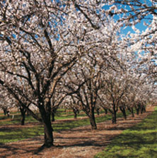 Almond Trees